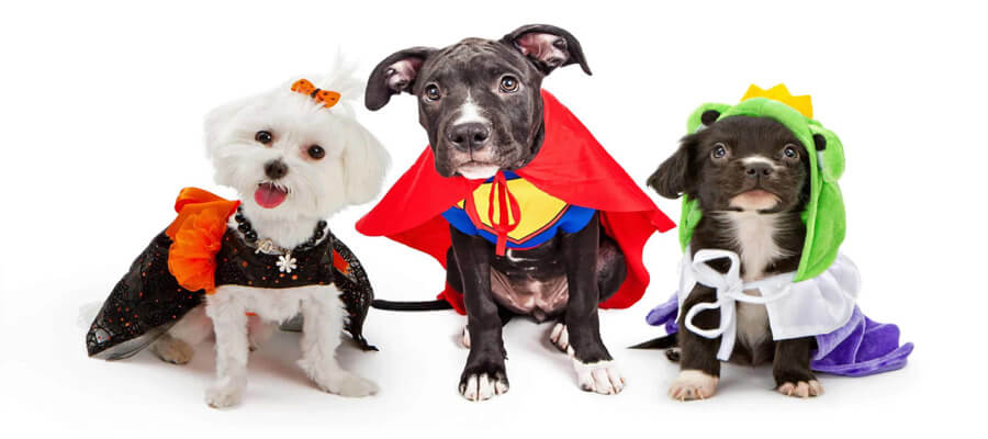 Dog-Friendly Halloween Treats You Can Make at Home